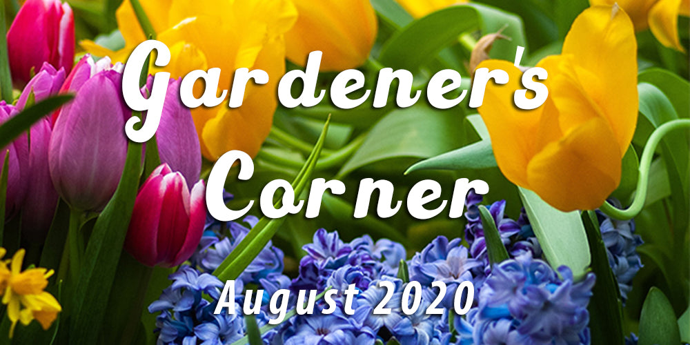 Planting Bulbs for Springtime Flowers