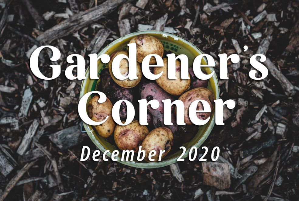 Spring into Spring with our Seed Potatoes