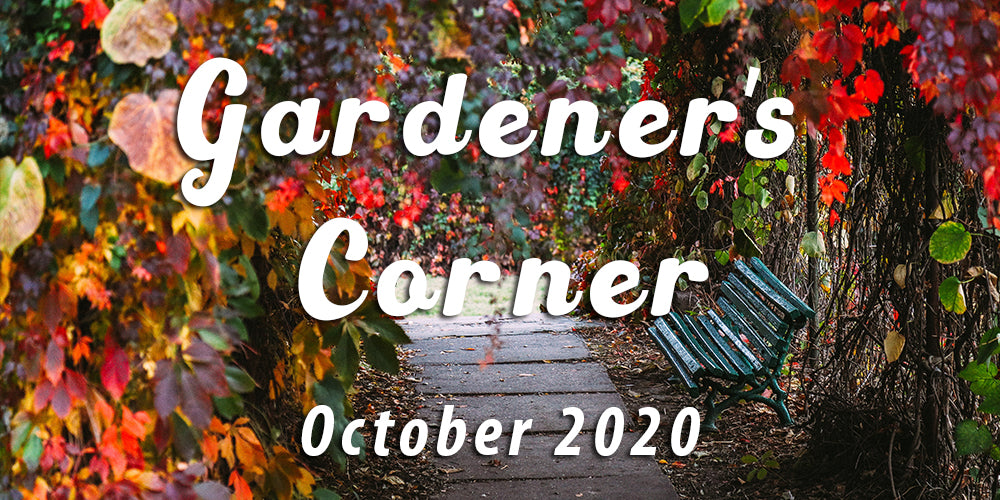 October and The Brilliance of Autumn