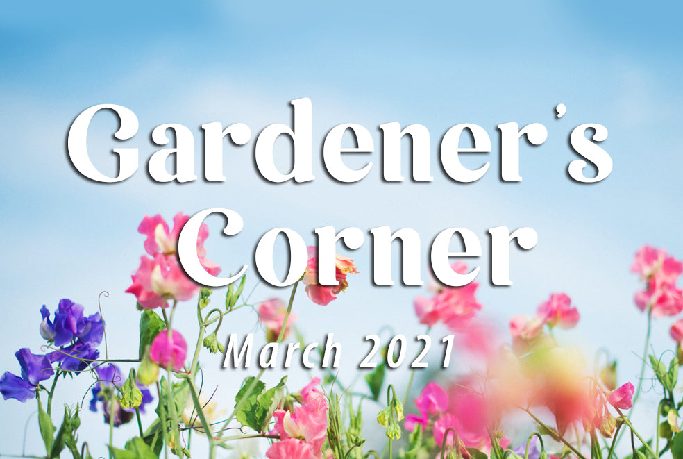 Sweet Peas Over Springtime