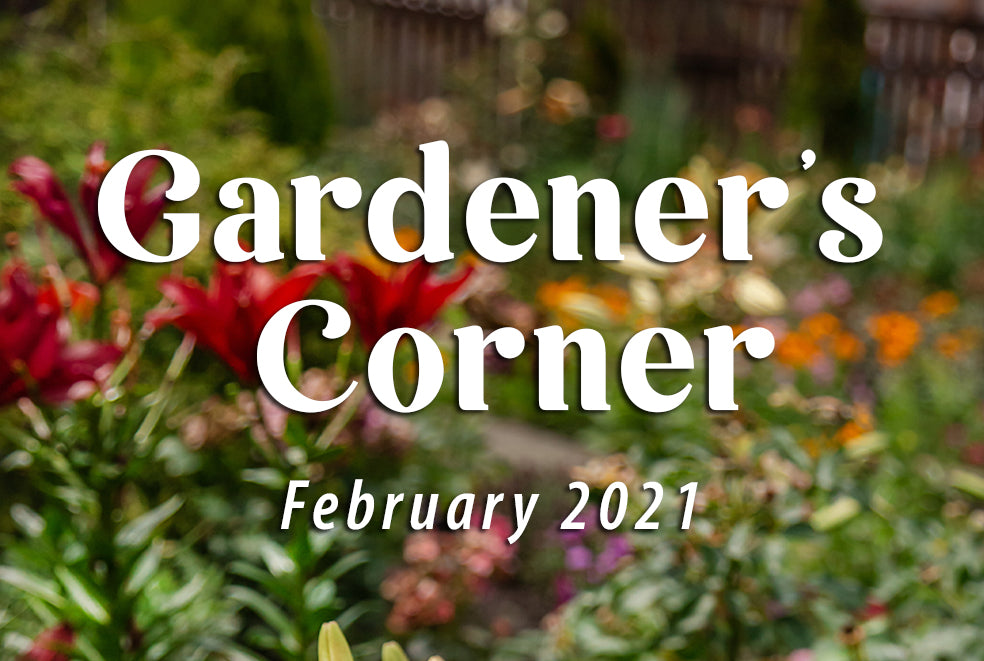 Summer Flowering Bulbs