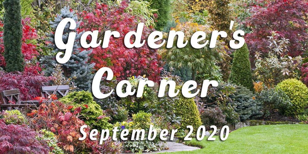 Planting Trees & How to Choose Them