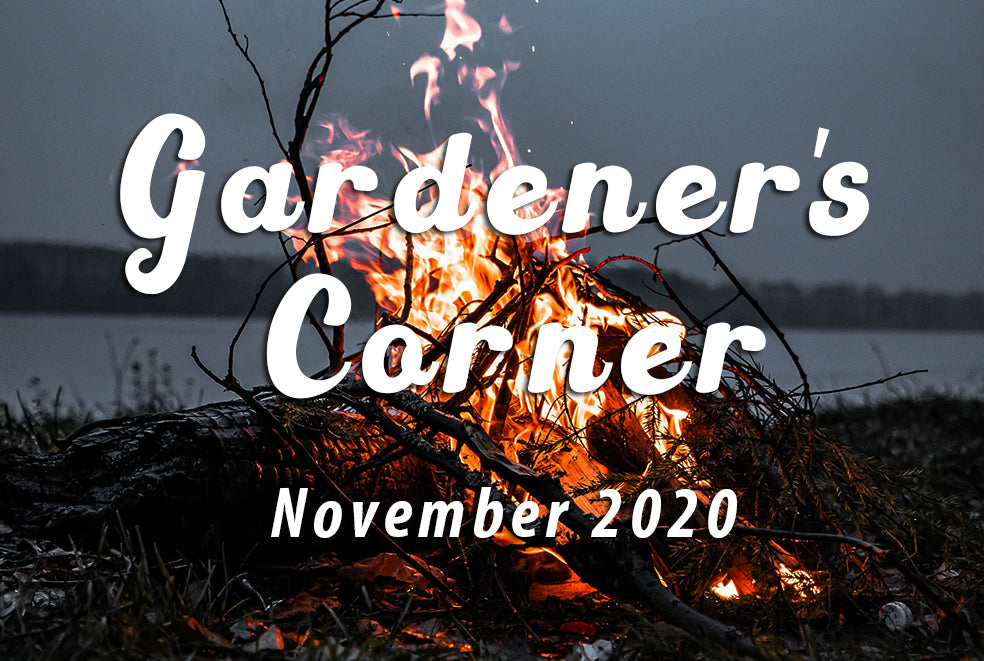 November in the Garden