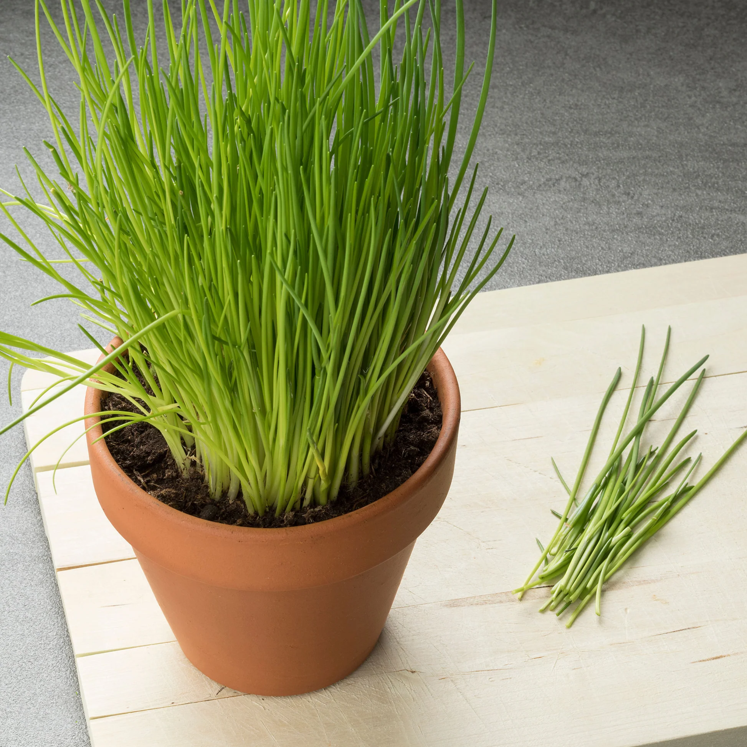 Terracotta Plant Pot Set