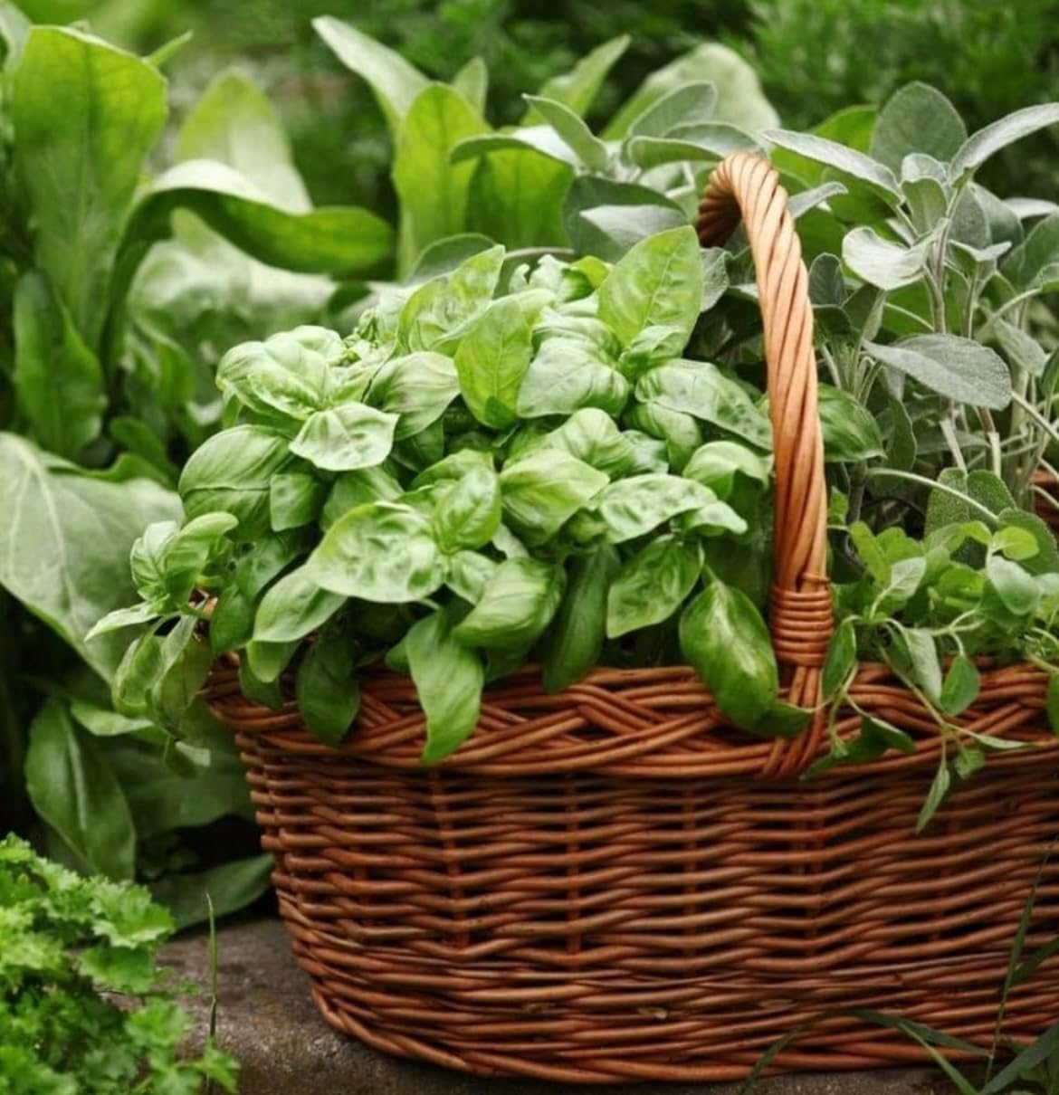 Terracotta Plant Pot Set