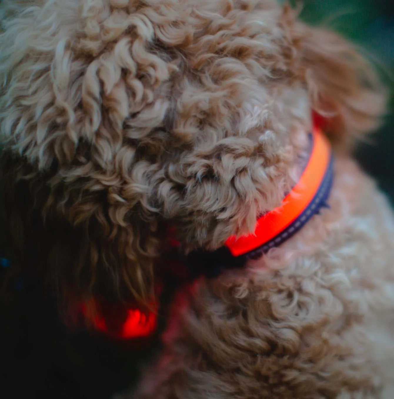 Zoon Flash & Go Light Up Dog Collar - small