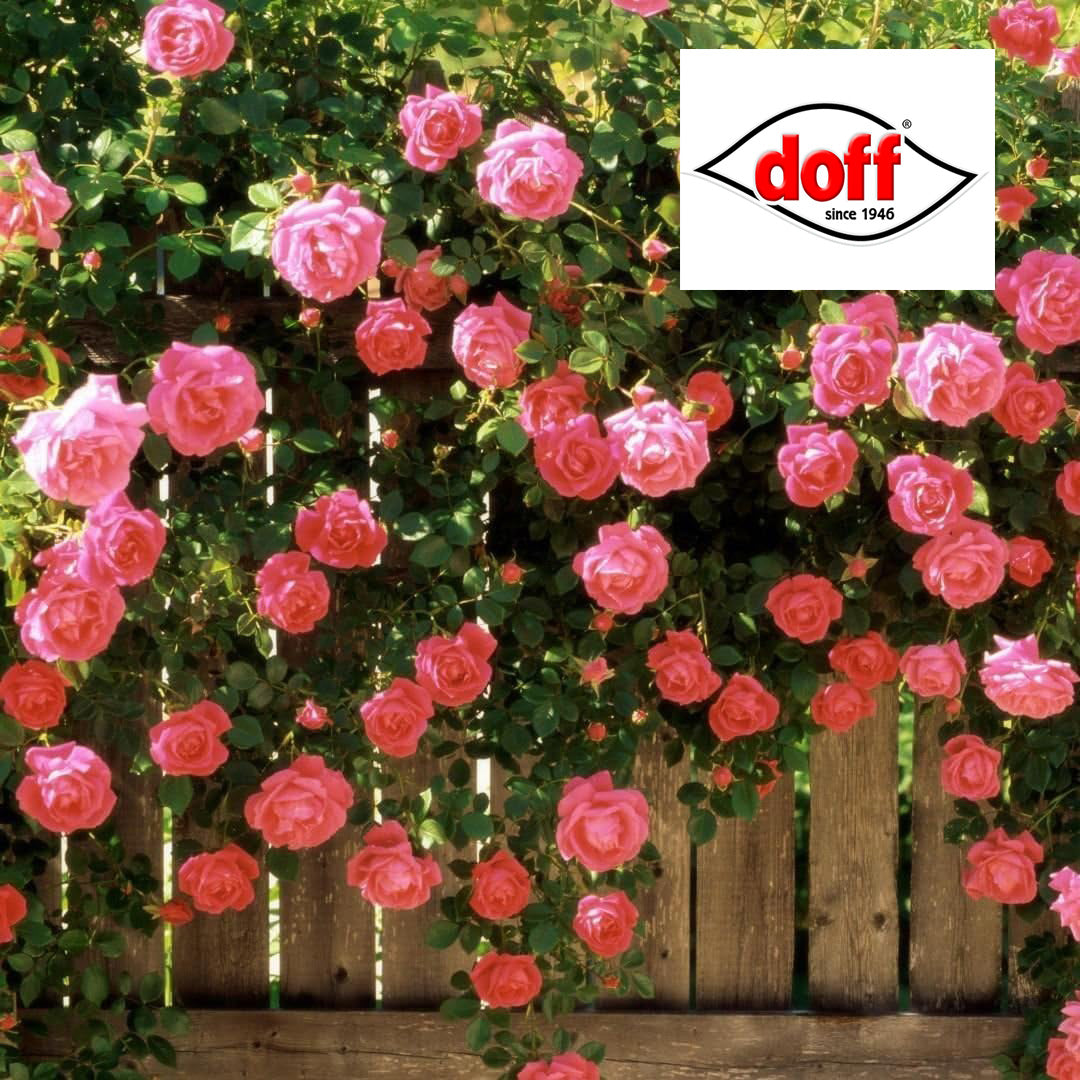 Doff Slow Release Fertiliser Granules Rose & Shrub - 1kg