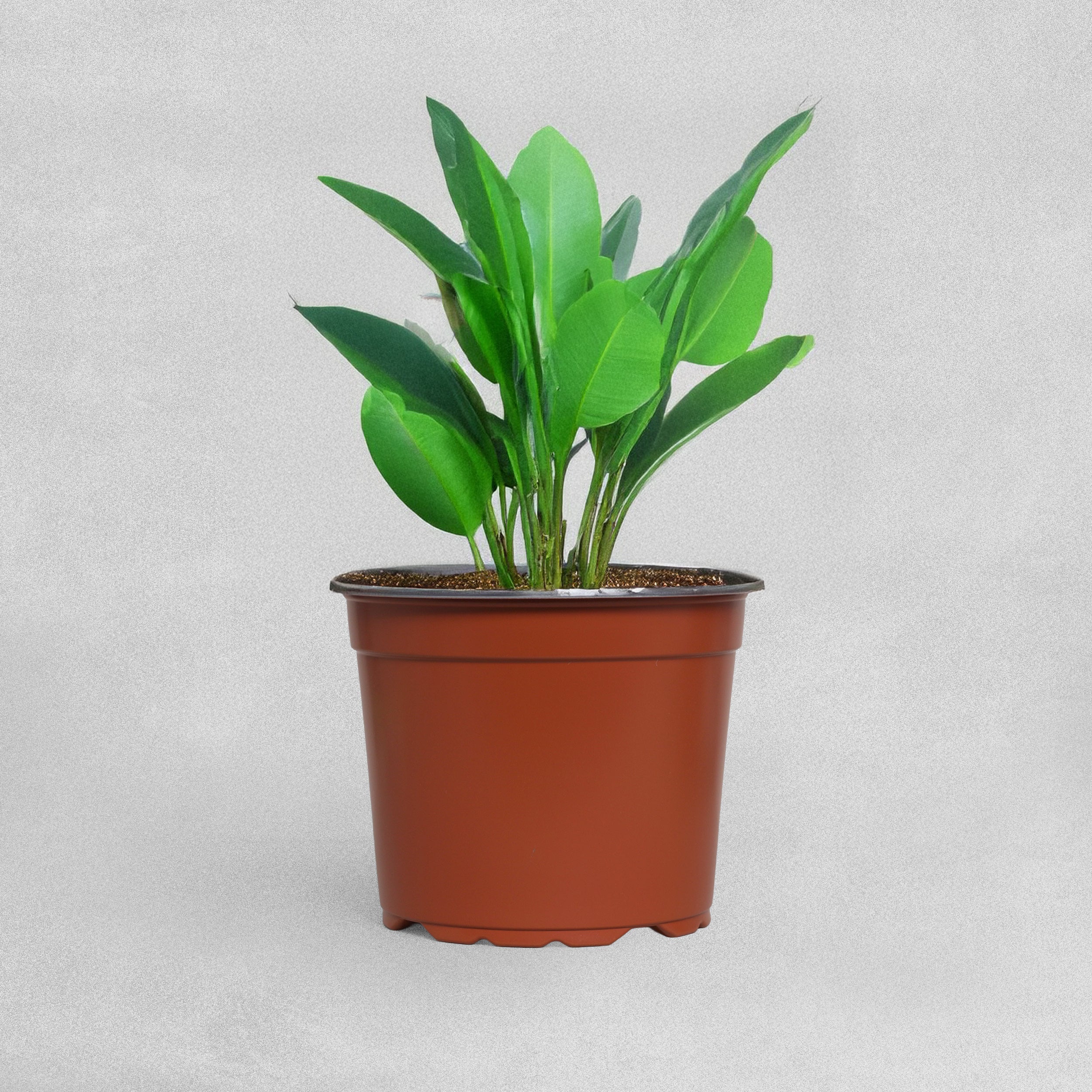 Garland 21cm Professional Growing Pots - 3pcs