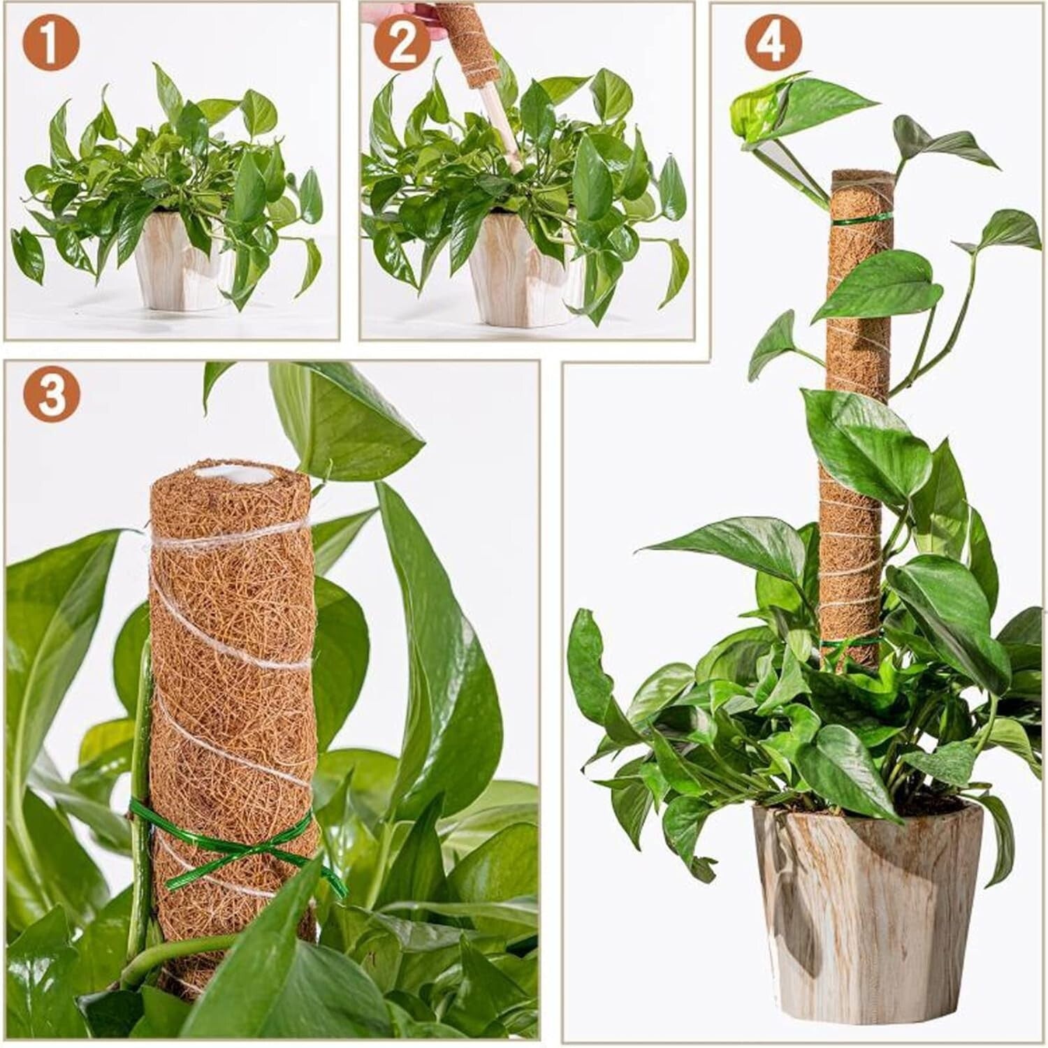 Diyar Moss Poles - pack of 2