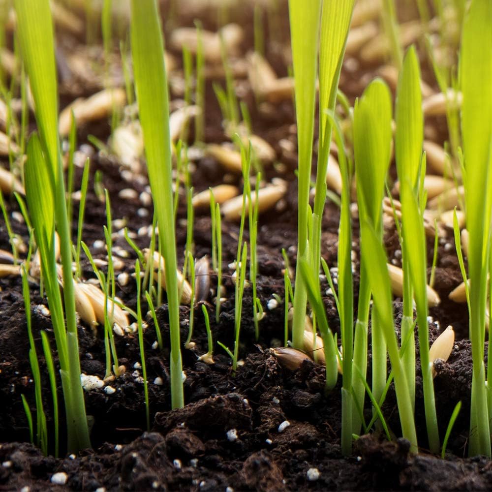 Doff Green Fingers Multi-Purpose Lawn Seed 1kg - covers 40 sqm