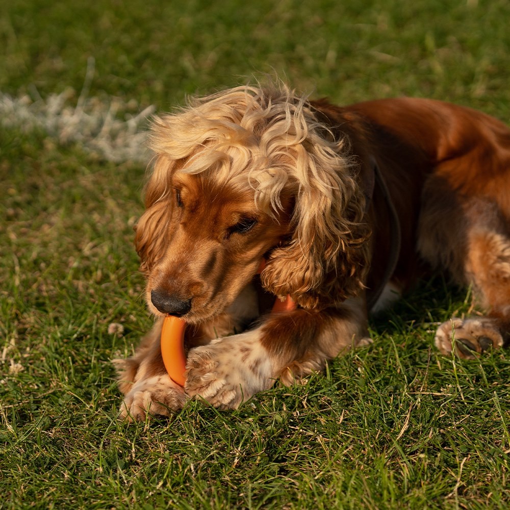 Zoon Rubber Ring Dog Toy