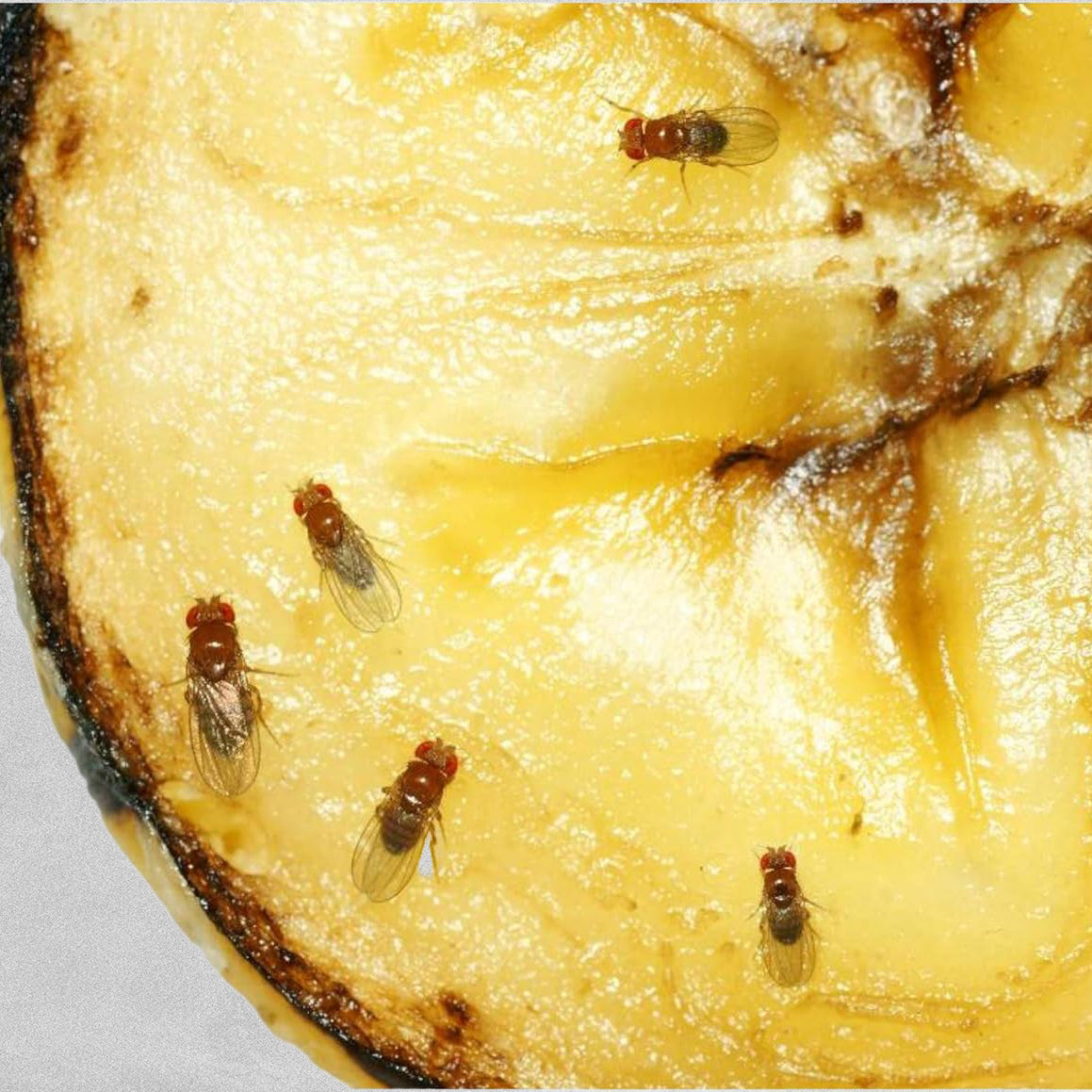 GreenProtect Fruit Fly Trap