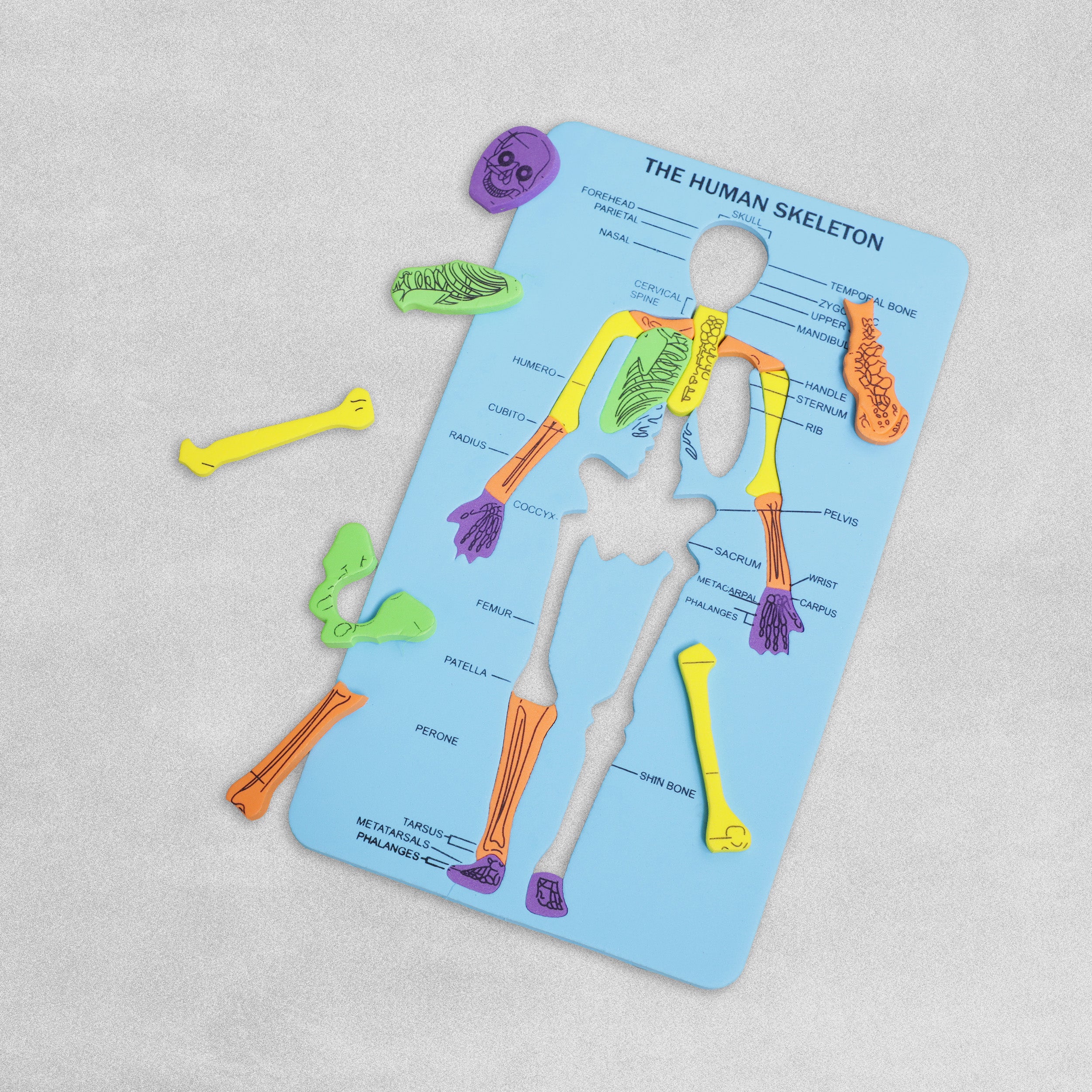 Human Skeleton Foam Board