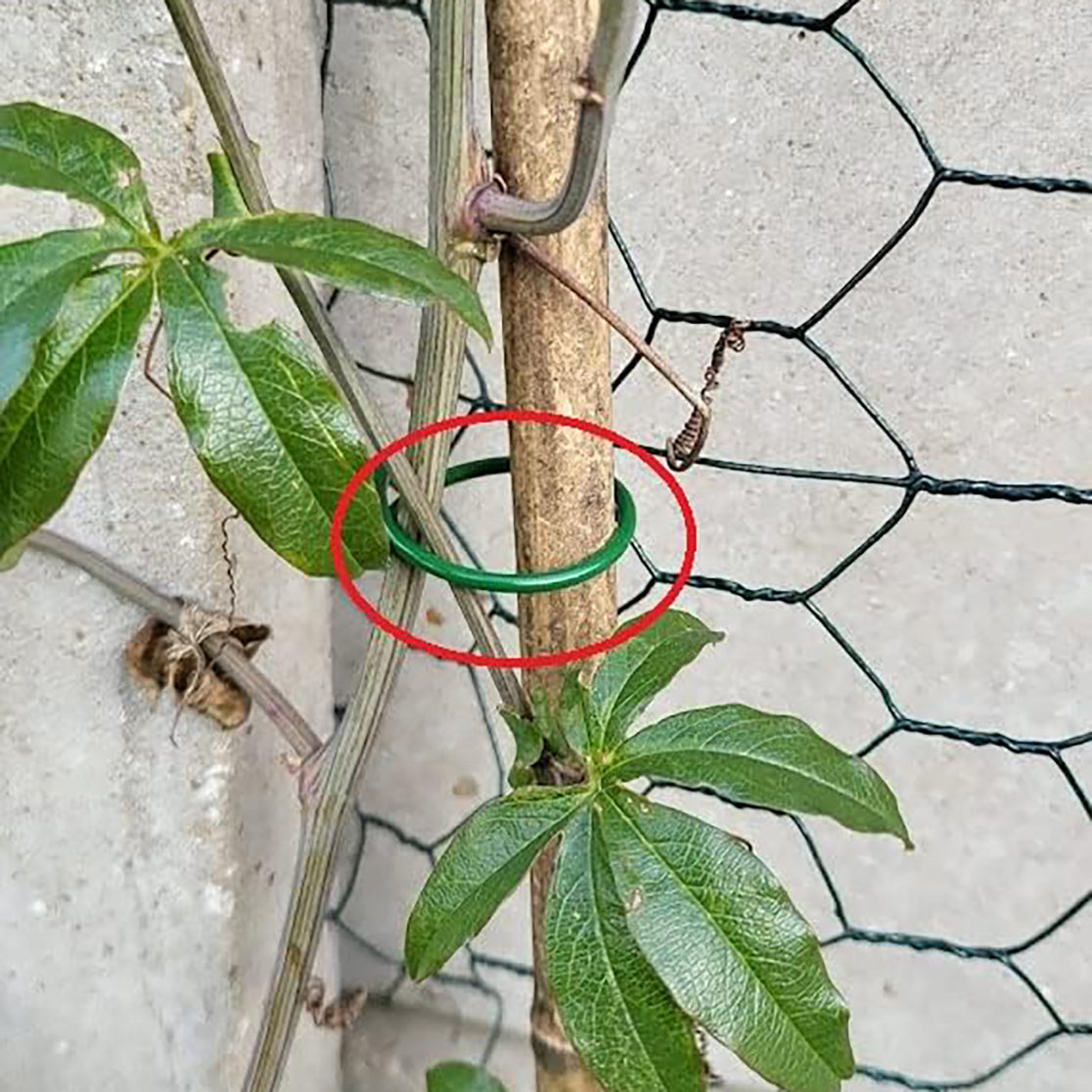 Down to Earth Plant Rings L430mm approx Pack of 50