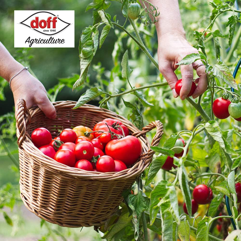 Doff Tomato Plant Feed Concentrate - 1L