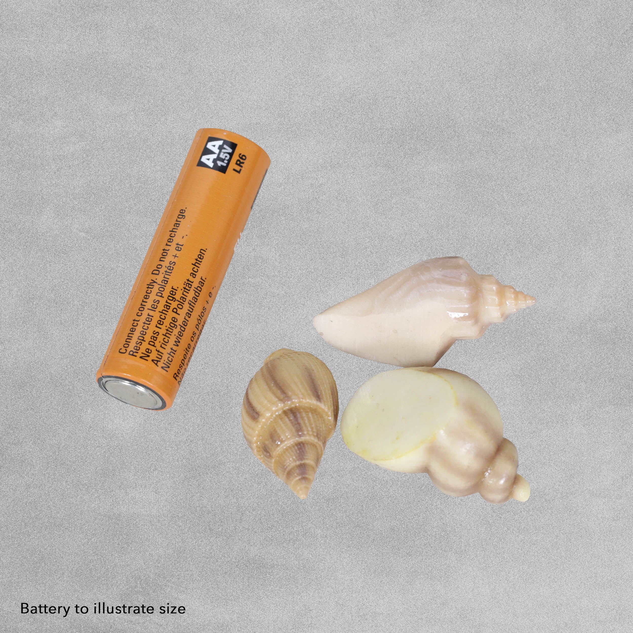 Vivid Arts Miniature World - Shells