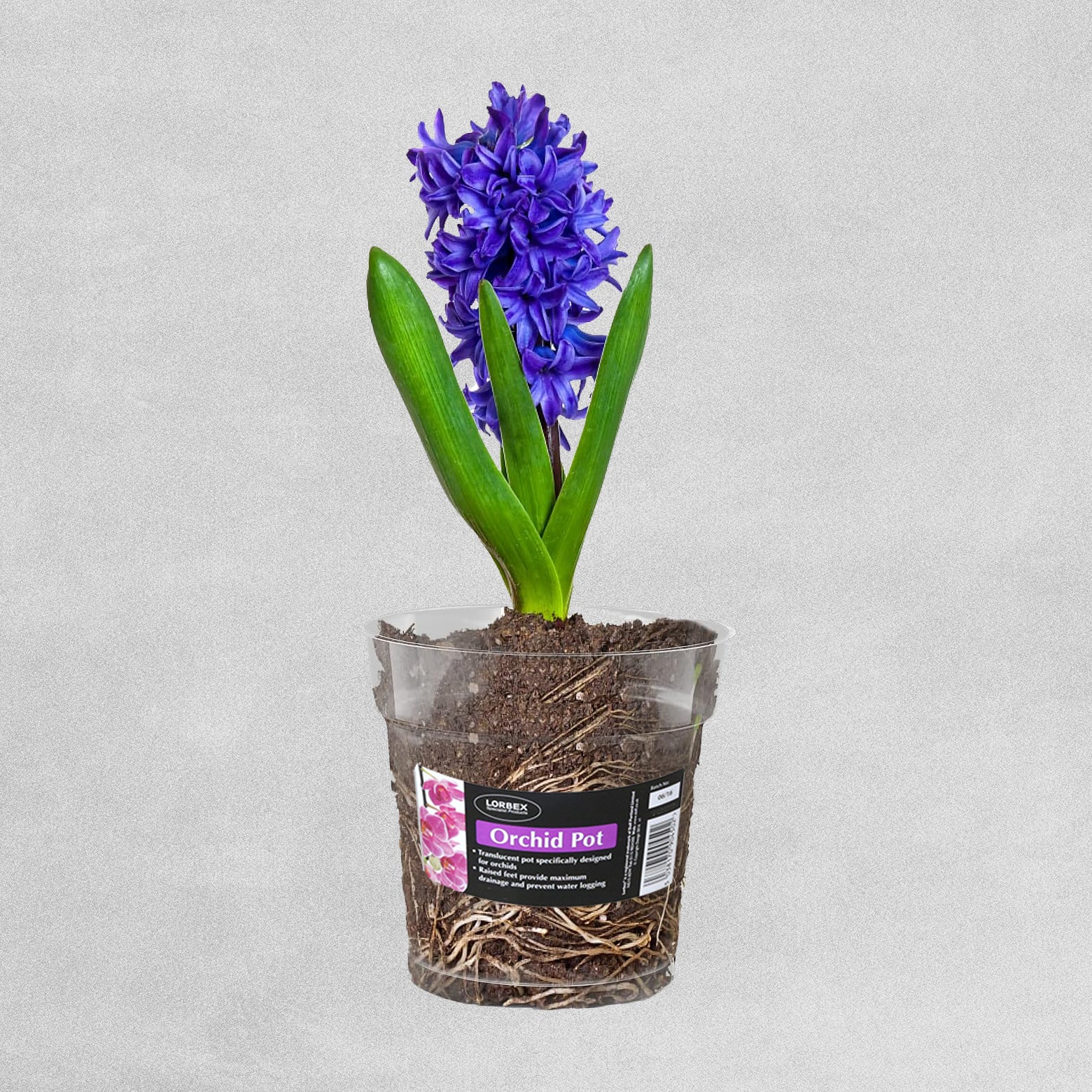 Clear Orchid Pot