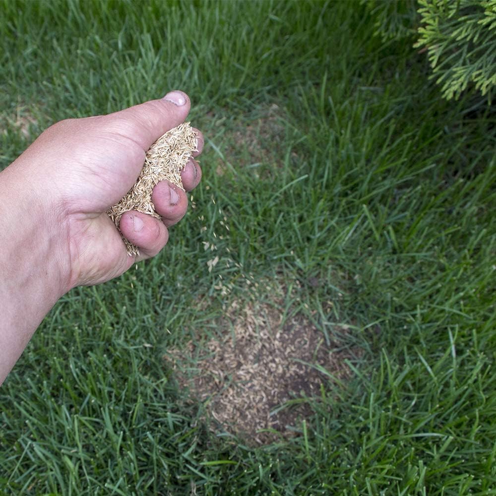 Speedy Seed Lush Lawn Seed & Feed Conditioning Mixture - 1.2kg