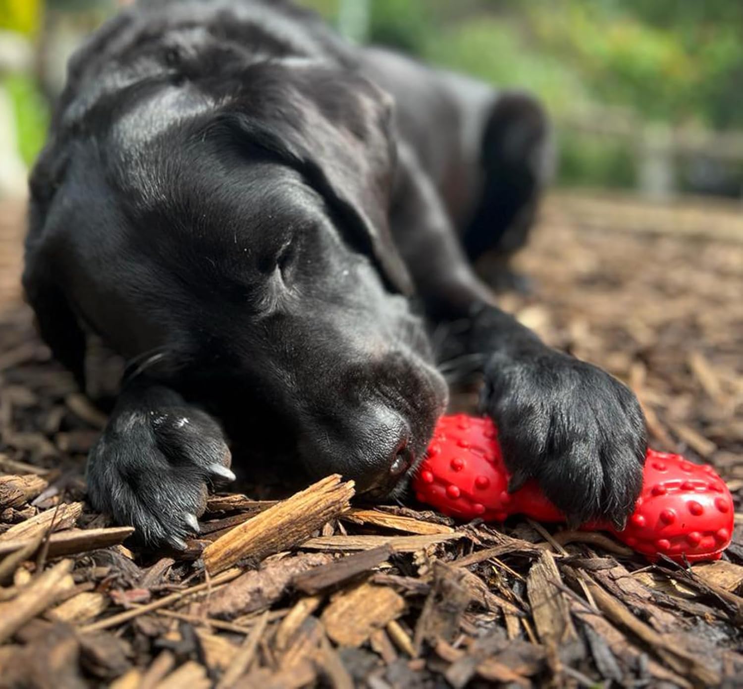 Nylabone Cone Bone Strong Natural Rubber Dental Dog Chew Toy Vanilla Flavour - Medium, for Dogs up to 16kg