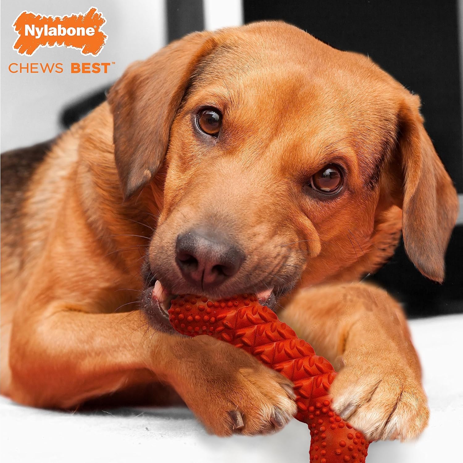 Nylabone Bone Rubber Dental Dog Chew Toy Bacon Flavour - Medium, for Dogs up to 16kg