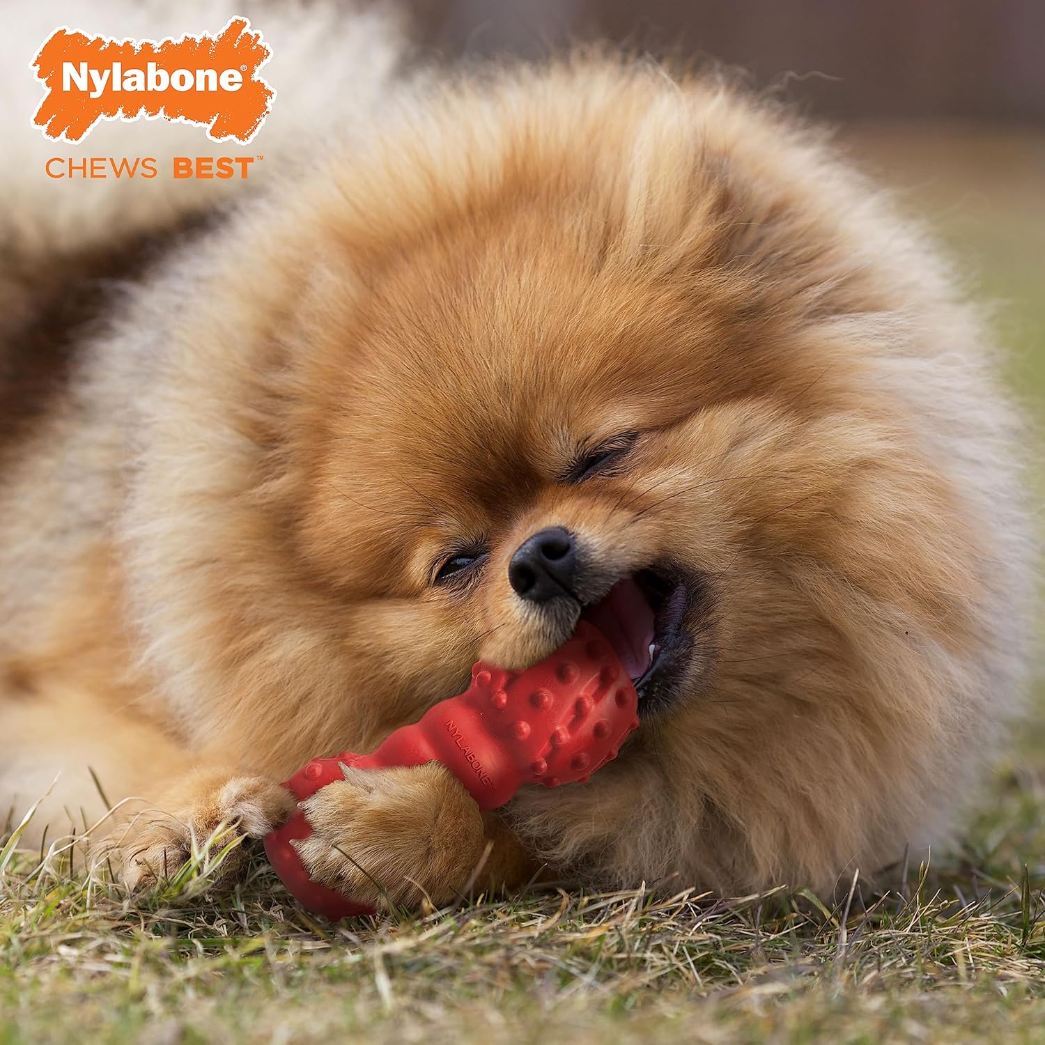 Nylabone Cone Bone Strong Natural Rubber Dental Dog Chew Toy Vanilla Flavour - Medium, for Dogs up to 16kg