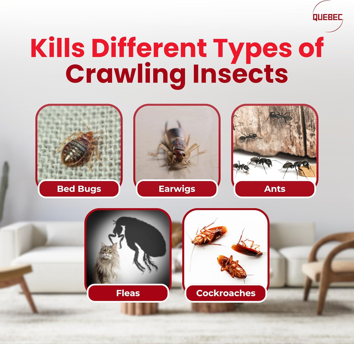 Doff Ant Killer Powder - various sizes