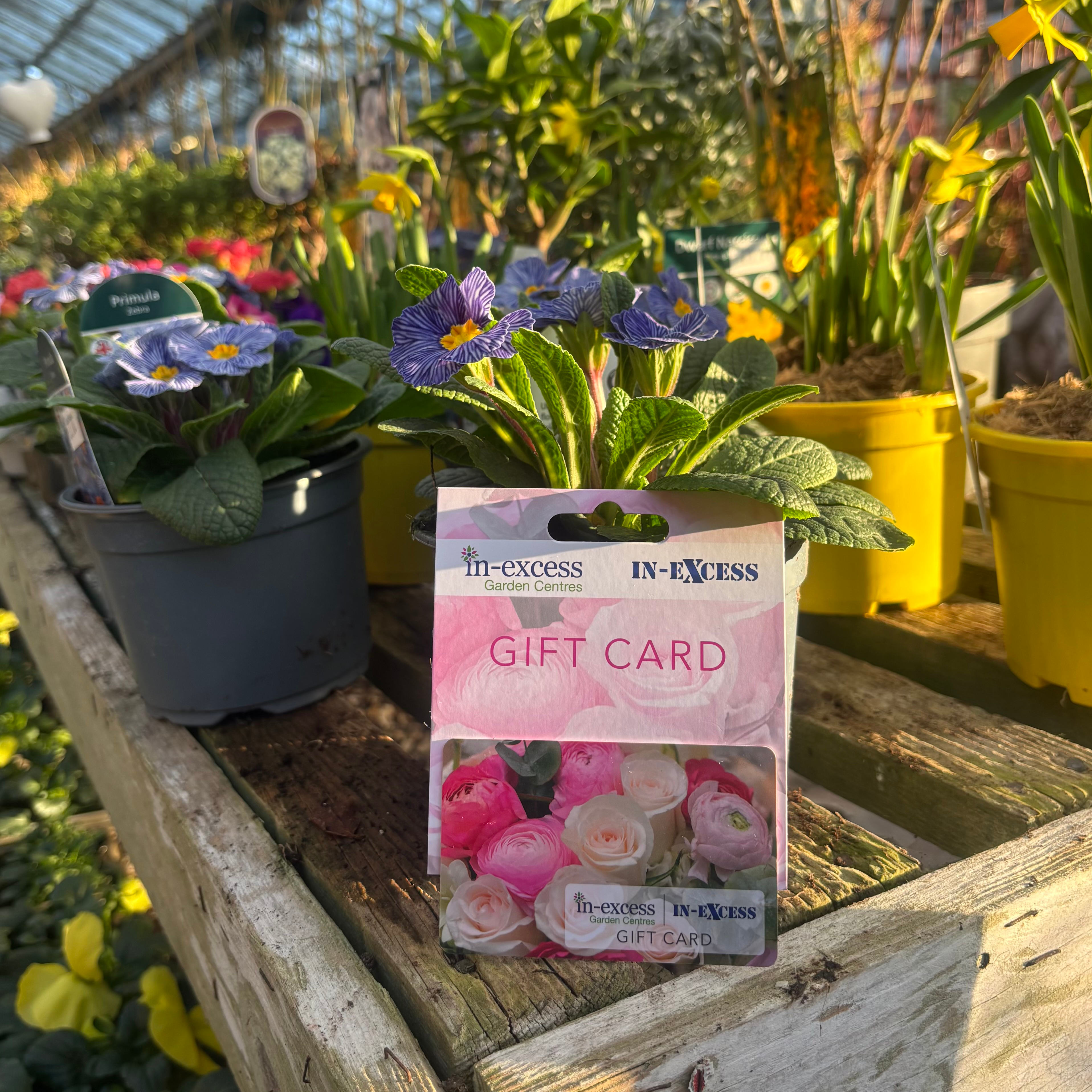 In-Excess Gift Cards - 4 Designs Available