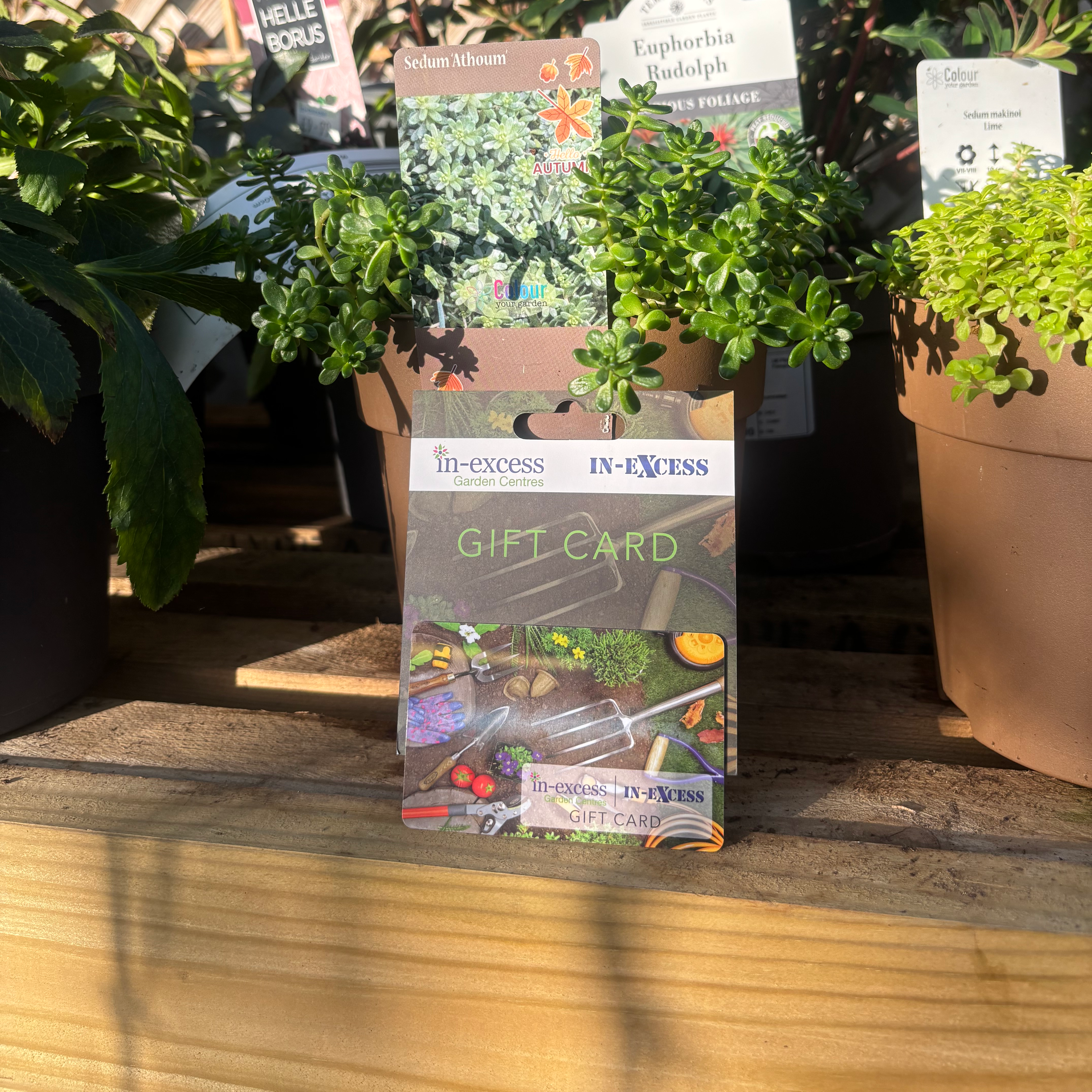 In-Excess Gift Cards - 4 Designs Available