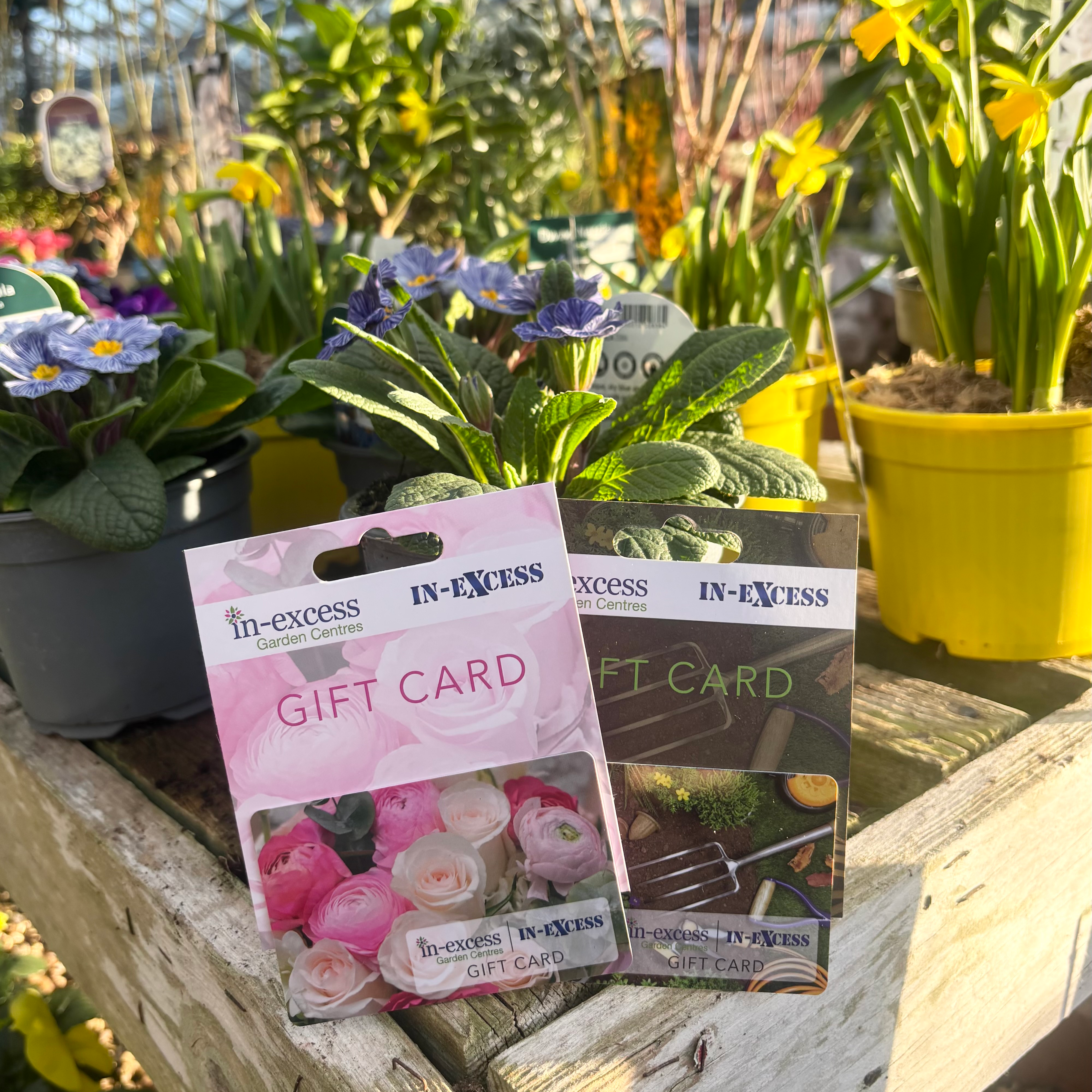 In-Excess Gift Cards - 4 Designs Available