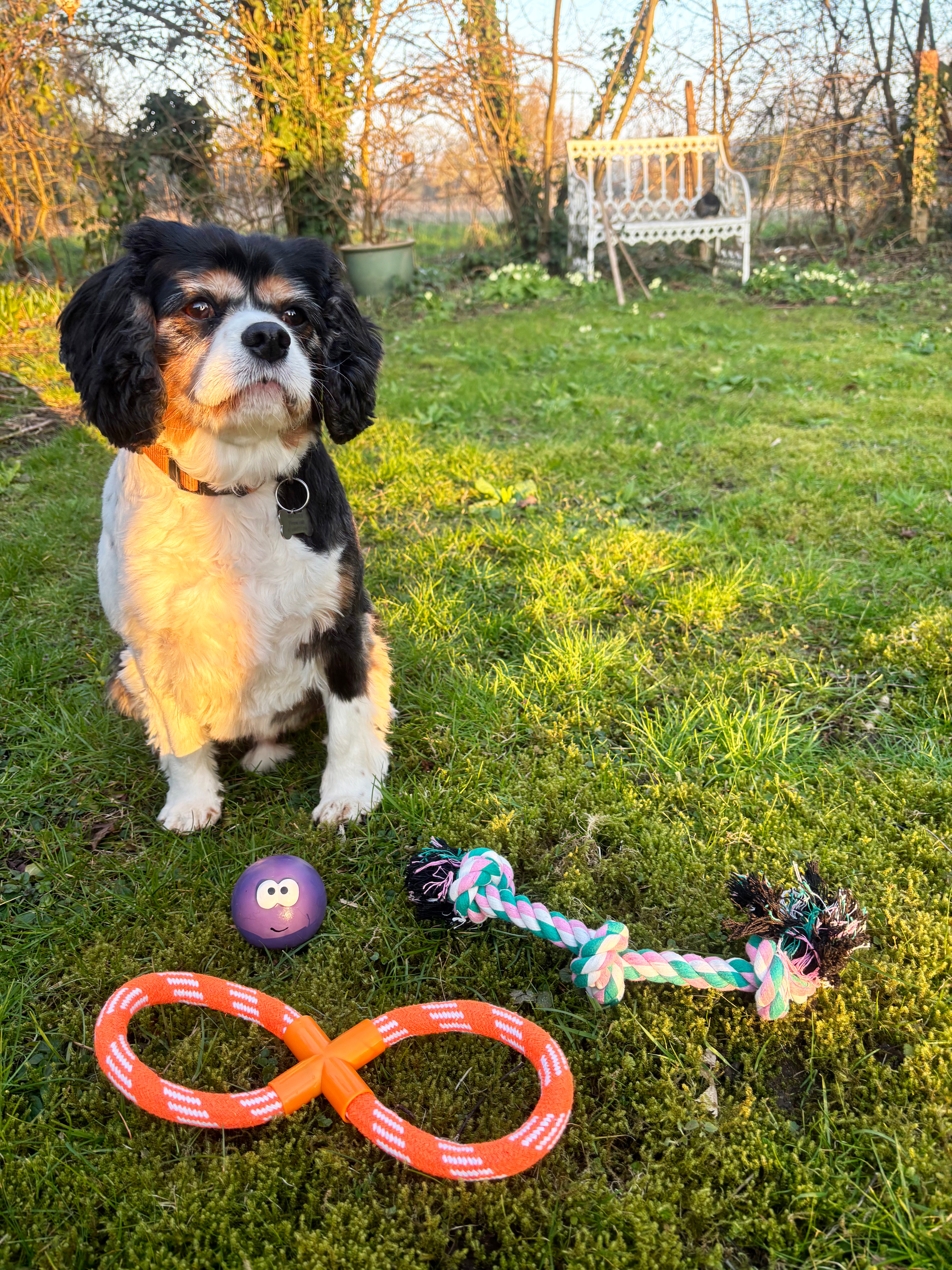 Webbox Knotted Dog Toy - Various Designs Available