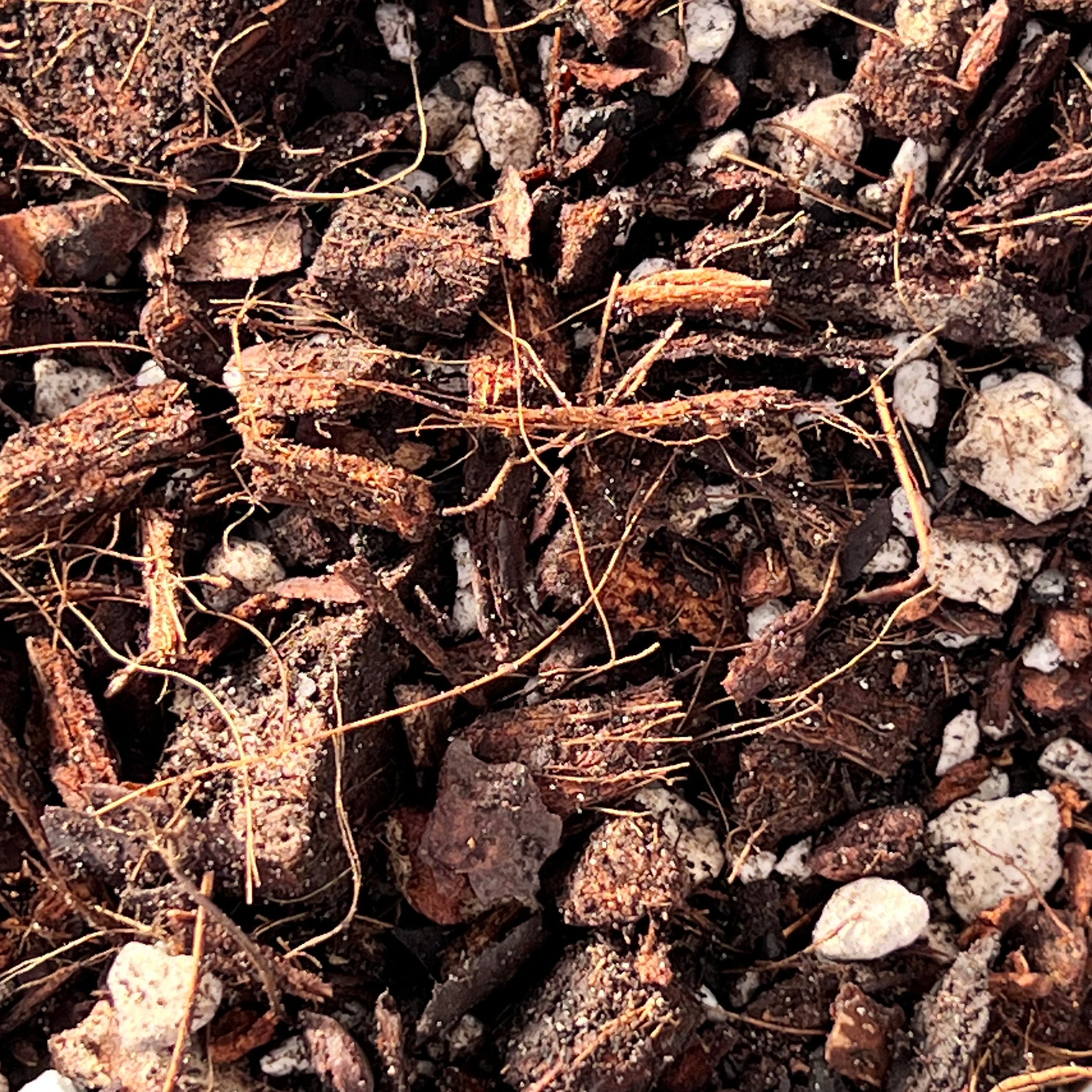 GrowTropicals Philodendron Mix various sizes