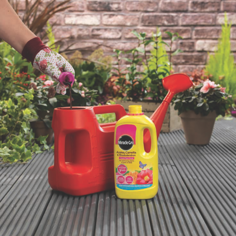 Miracle-Gro Azalea, Camellia & Rhododendron Concentrated Liquid 1L