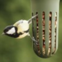 Singing Friend Hello Max Bird Feeder