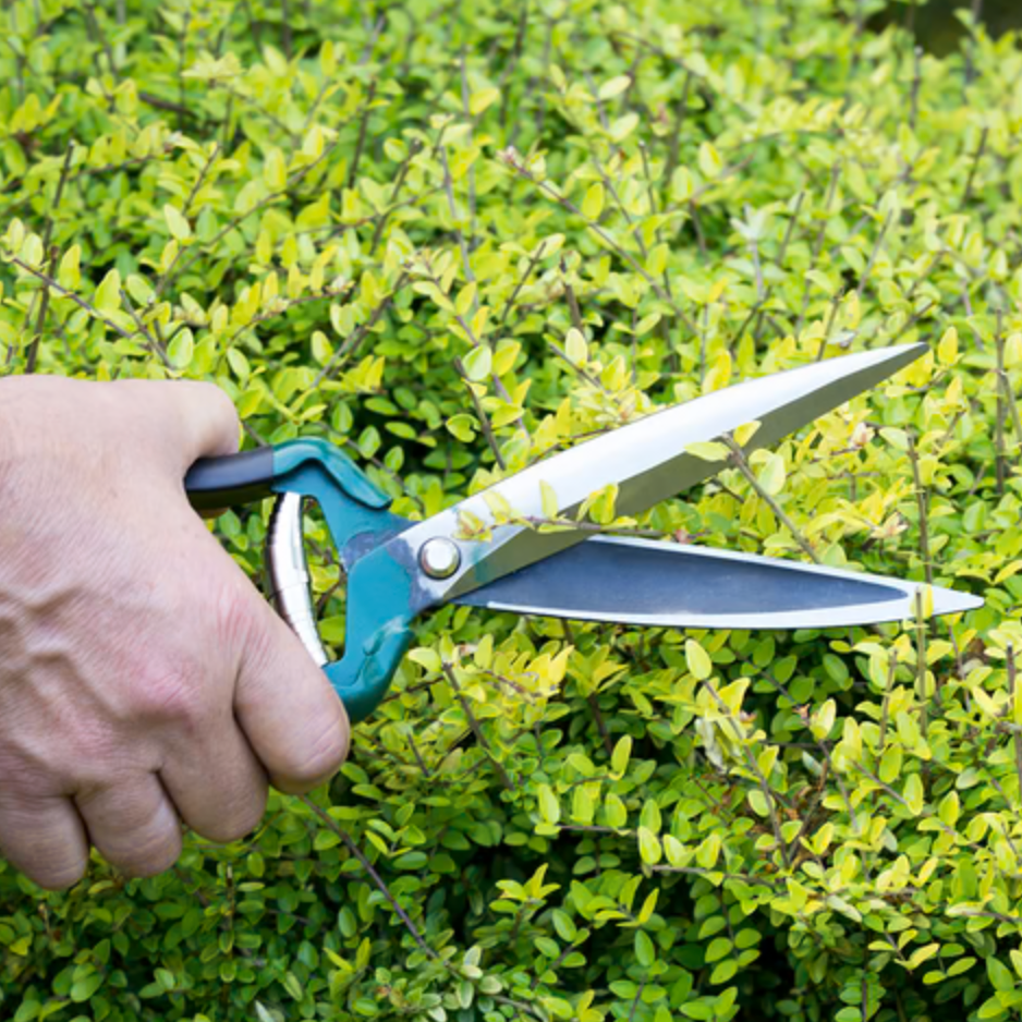 Burgon & Ball Shrub Shears - RHS Endorsed