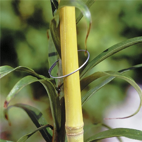 The Good Life Galvanised Plant Rings - 100pcs