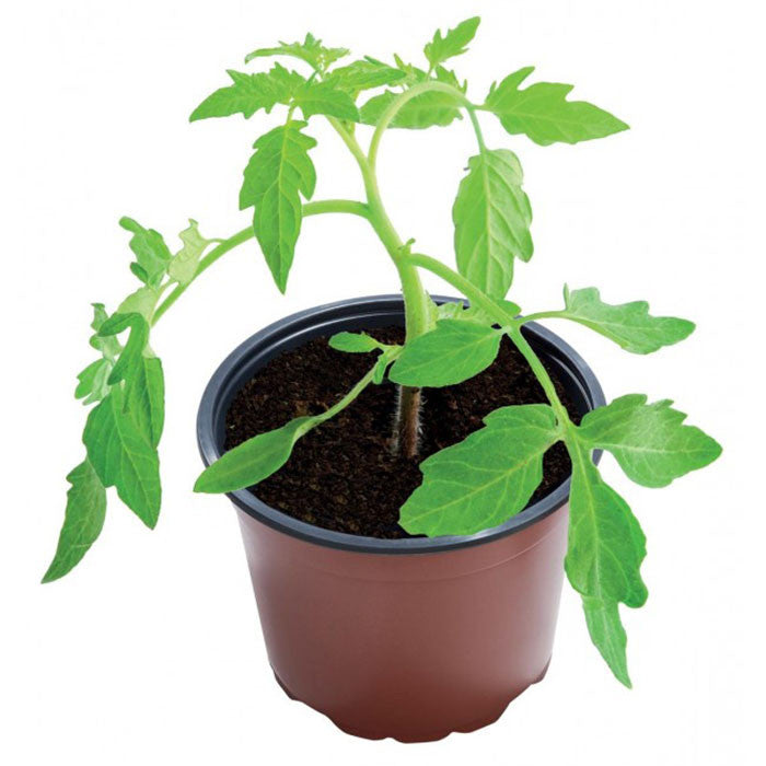 Garland 21cm Professional Growing Pots - 3pcs