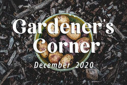 Spring into Spring with our Seed Potatoes