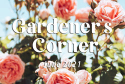 Enjoying Your Garden with In-Excess