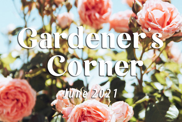 Enjoying Your Garden with In-Excess