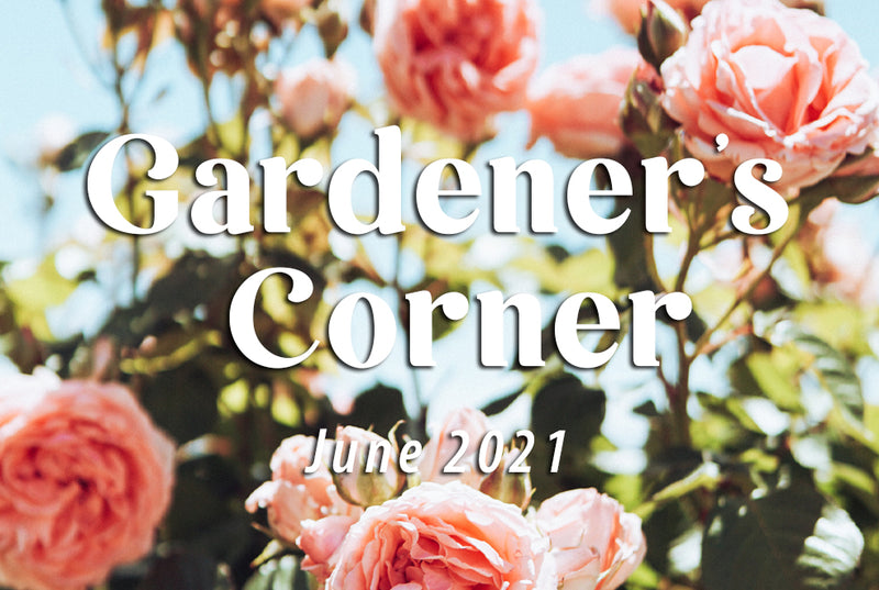 Enjoying Your Garden with In-Excess