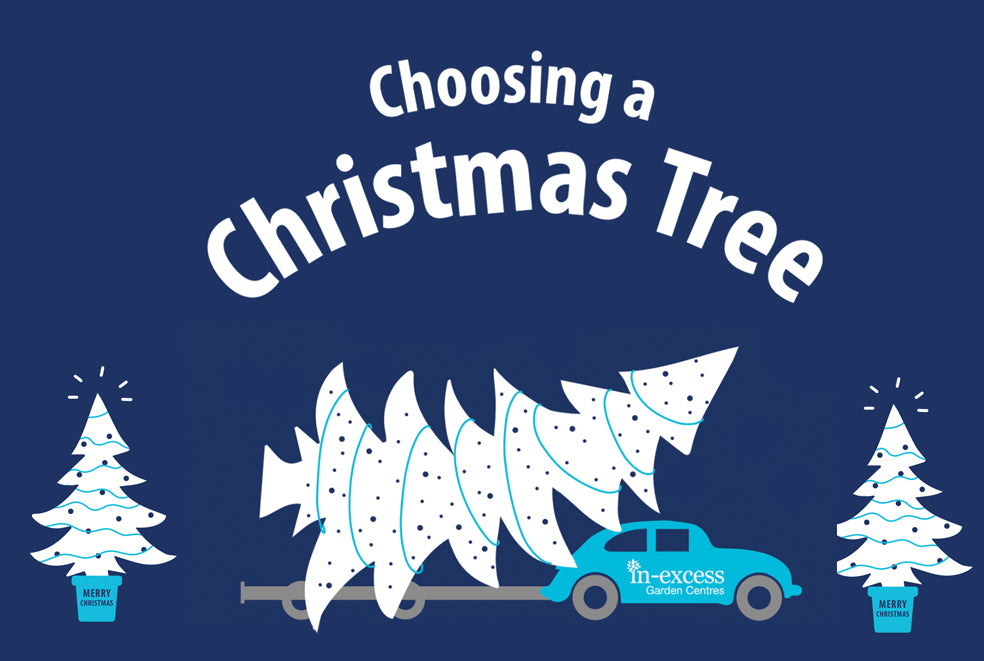 Choosing a Christmas Tree