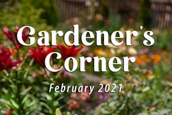 Summer Flowering Bulbs