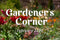 Summer Flowering Bulbs