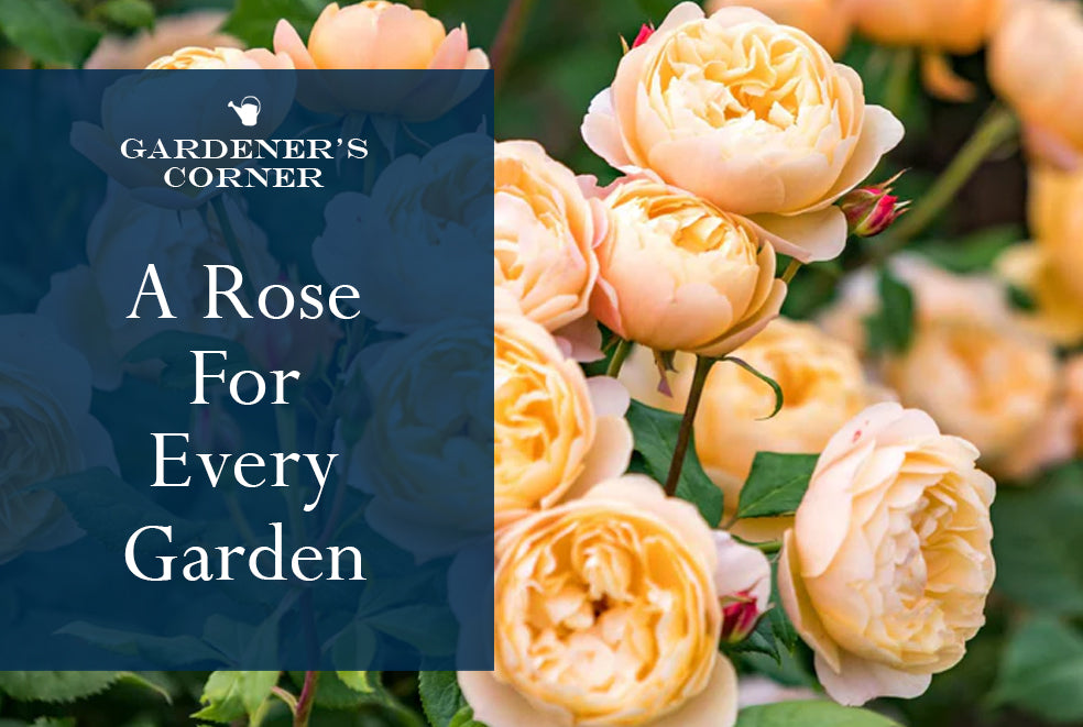 A Rose For Every Garden