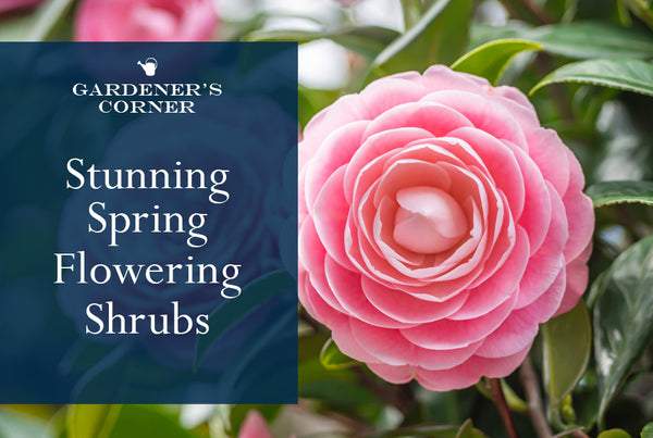 Stunning Spring-Flowering Shrubs