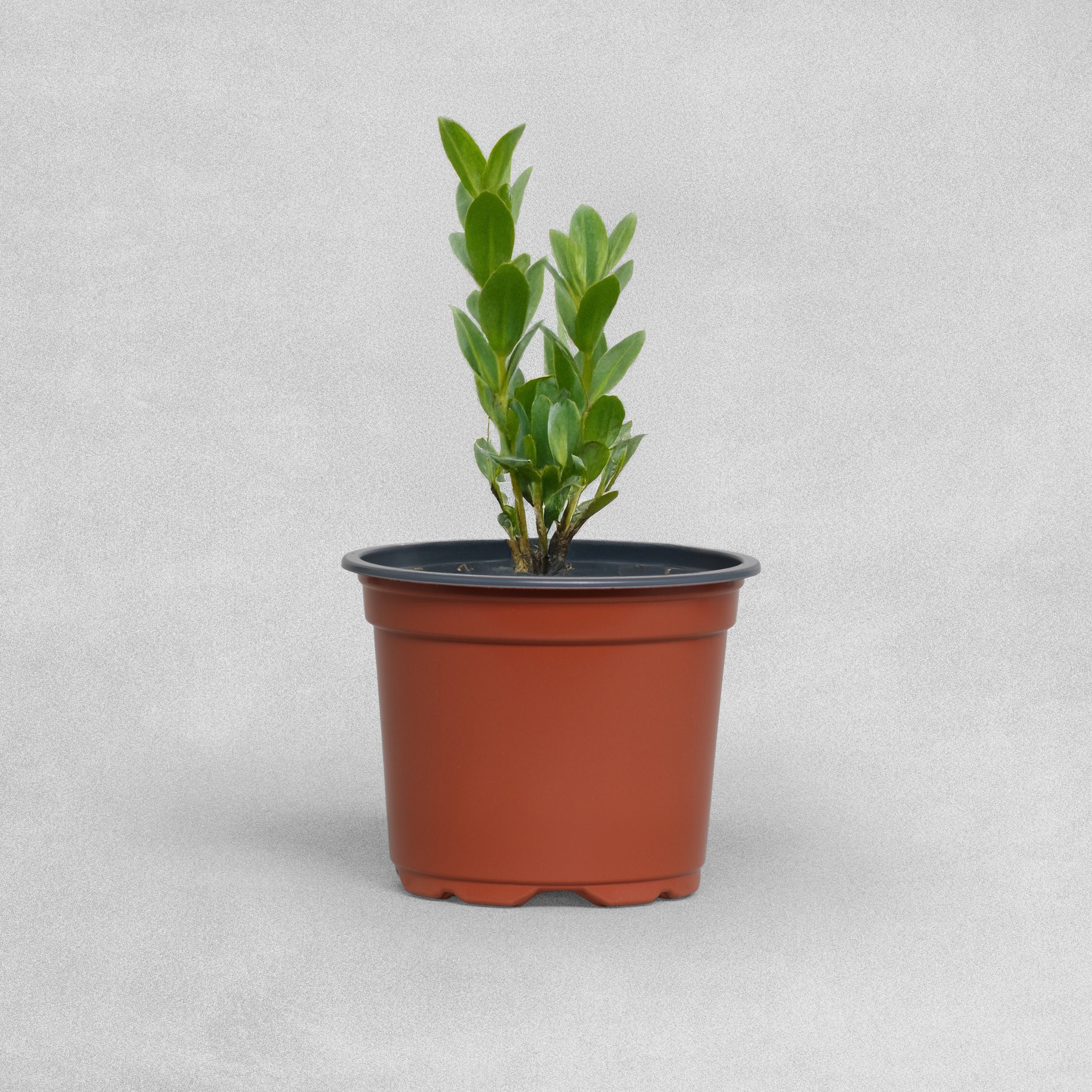 Garland 9cm Professional Growing Pots - 10pcs