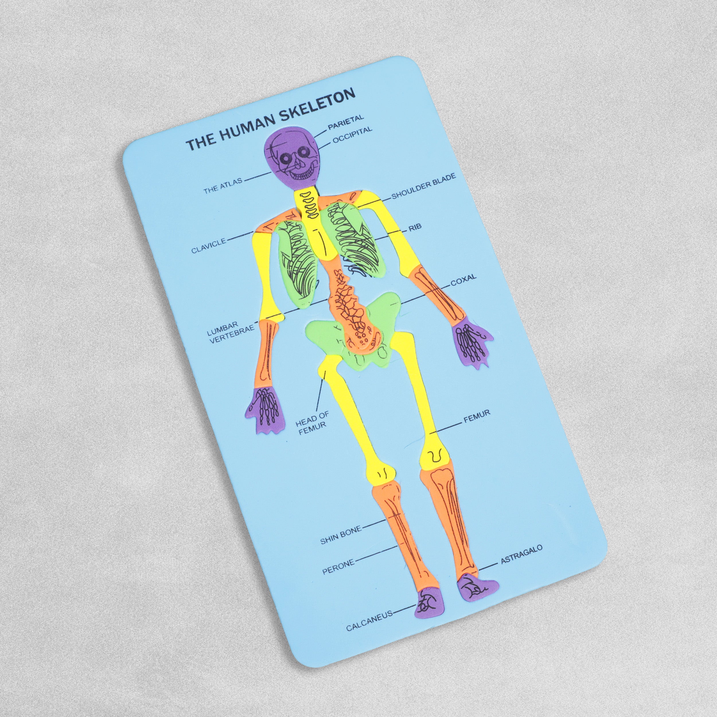 Human Skeleton Foam Board