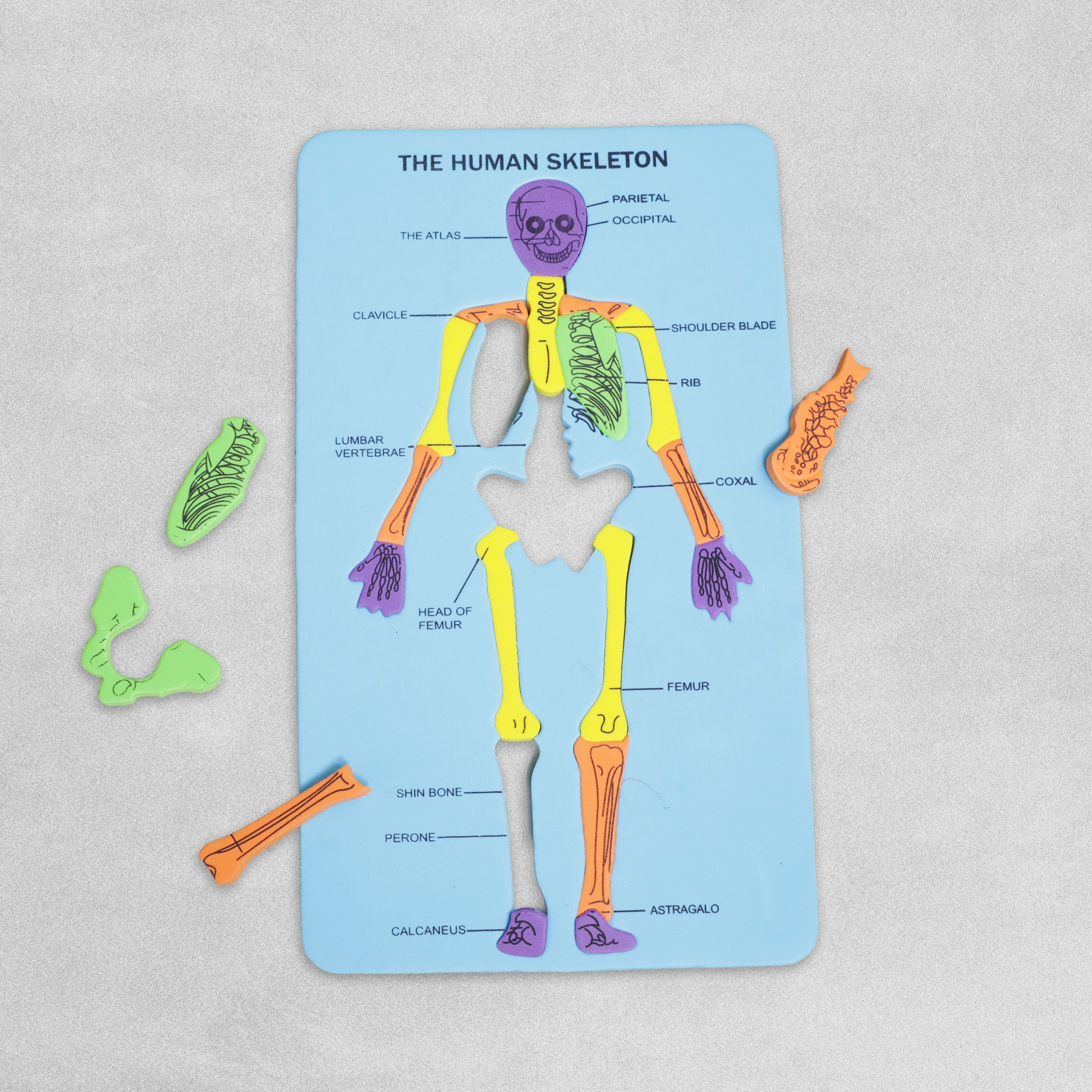 Human Skeleton Foam Board