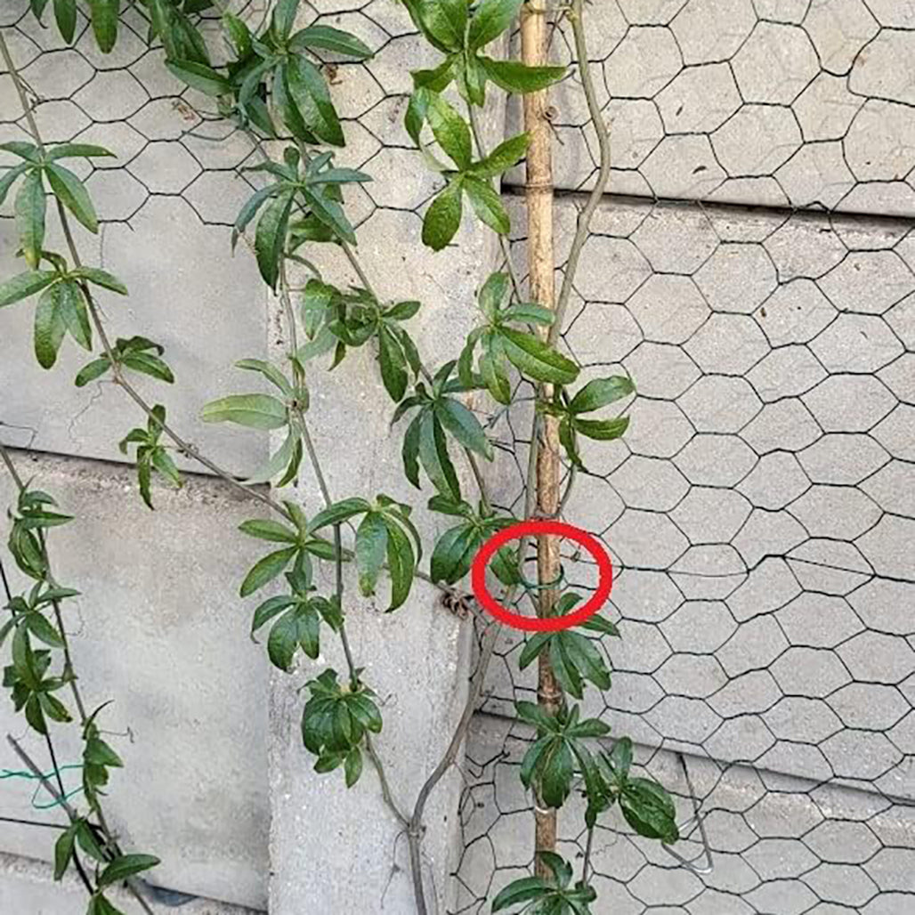 Down to Earth Plant Rings L430mm approx  Pack of 50