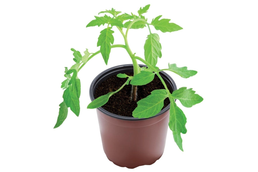 Garland 14cm Professional Growing Pots - 5pcs